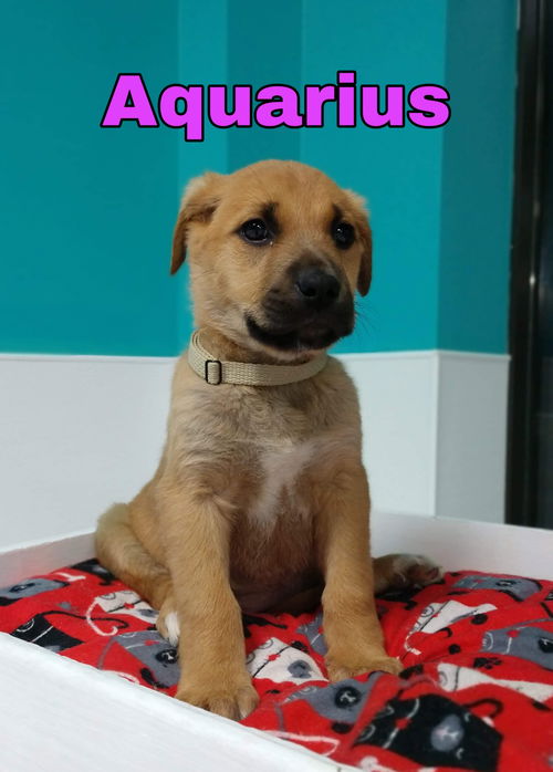 Aquarius' Web Page Aquarius' Web Page