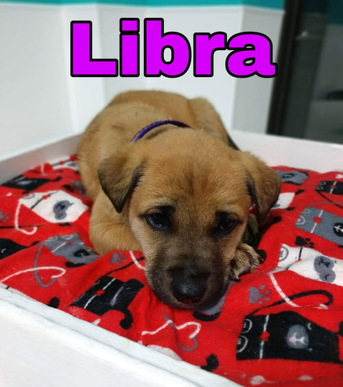 Libra's Web Page Libra's Web Page