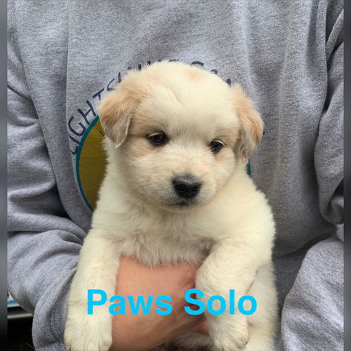 Paws Solo