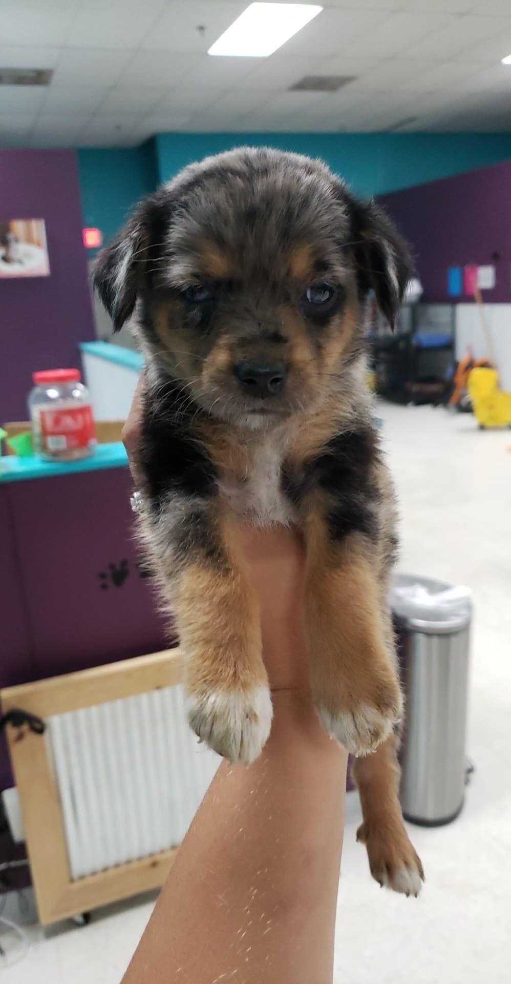 Catahoula leopard sale shepherd mix