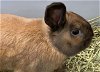 Thumper- Rabbit