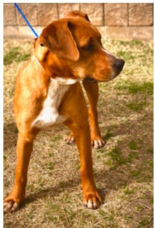 adoptable Dog in Osseo, MN named Stoney