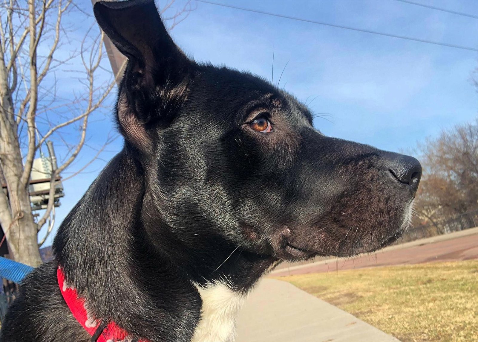 adoptable Dog in Osseo, MN named Jack