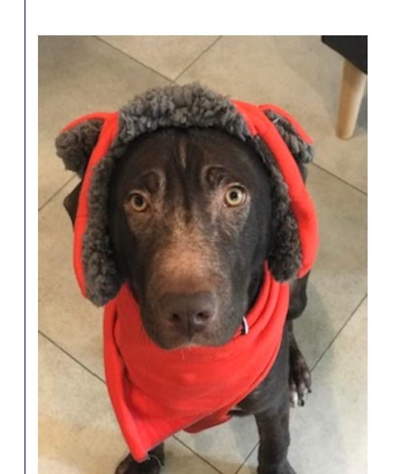 adoptable Dog in Osseo, MN named Britt