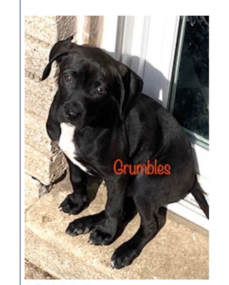 adoptable Dog in Osseo, MN named Grumbles