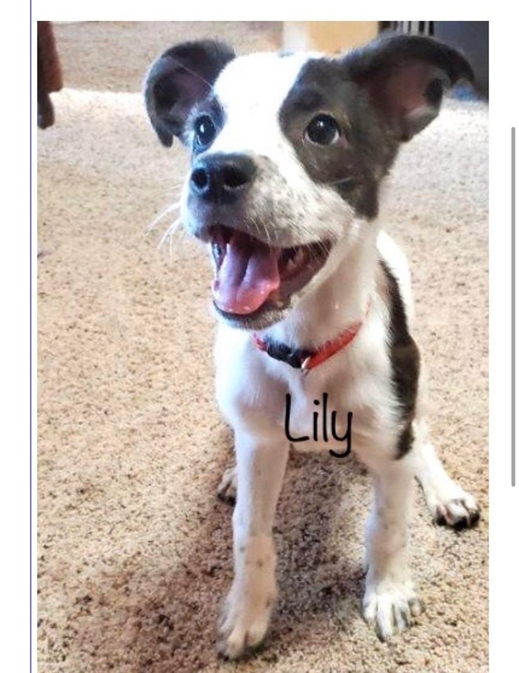 adoptable Dog in Osseo, MN named Lily