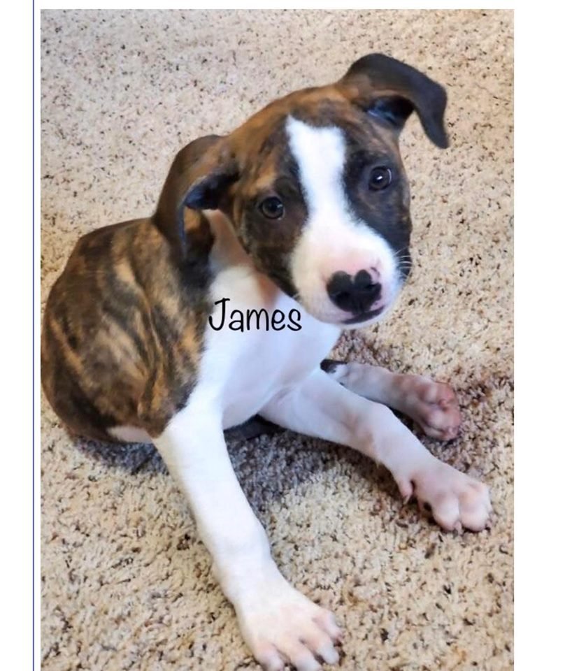 adoptable Dog in Osseo, MN named James