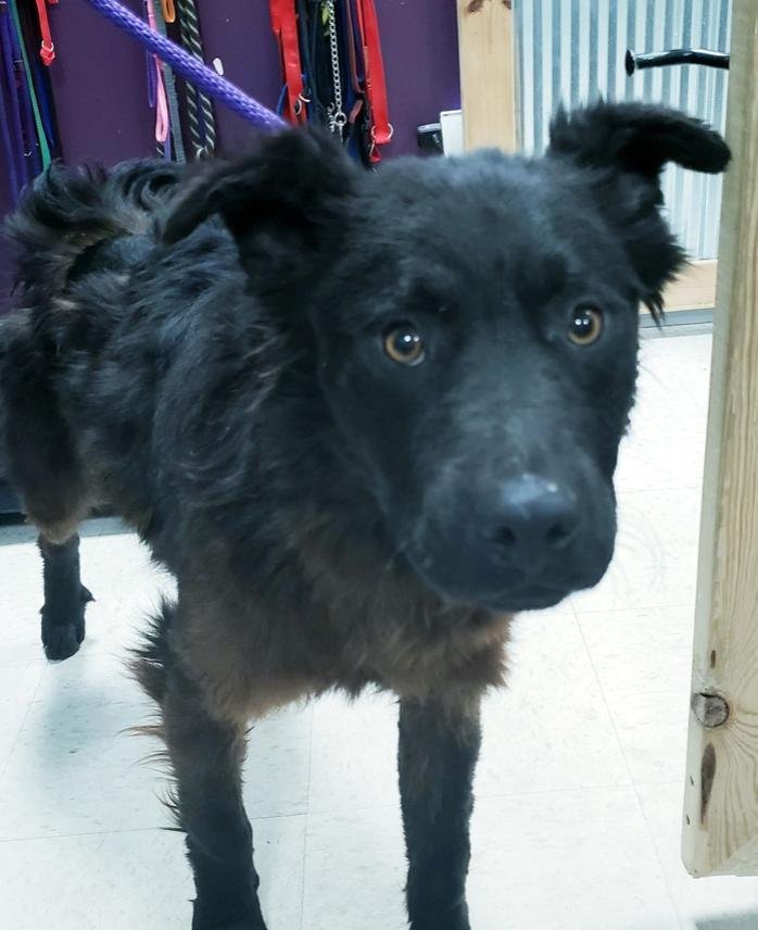 adoptable Dog in Osseo, MN named Higgins