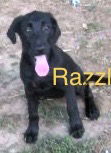 Razzle