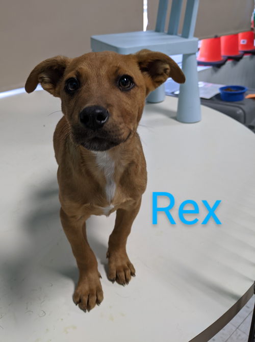 Rex