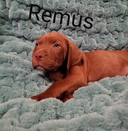 Remus