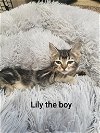 Lily boy