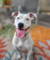 Flynn