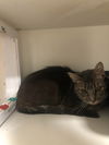 Bunny tabby