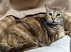 Lita cat
