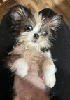 Milo