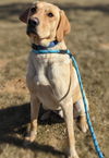 Ranger