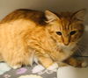 Ginger