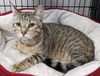 Lola cat