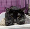 Murphy cat