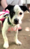 Andi