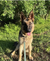 Lola Shepherd