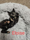 Eloise