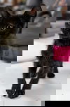 Hamster