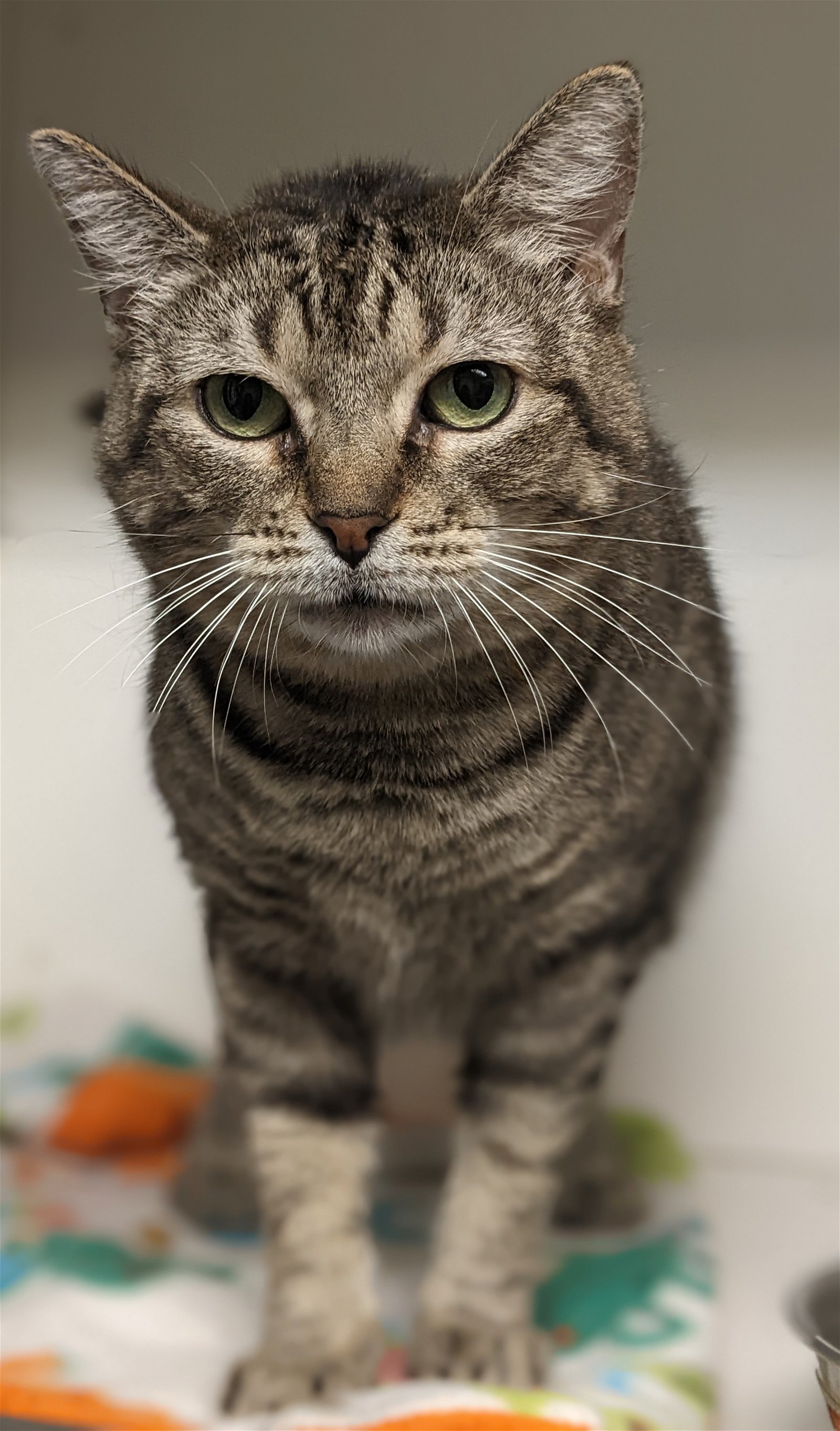 adoptable Cat in Osseo, MN named Evee
