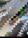 Pip