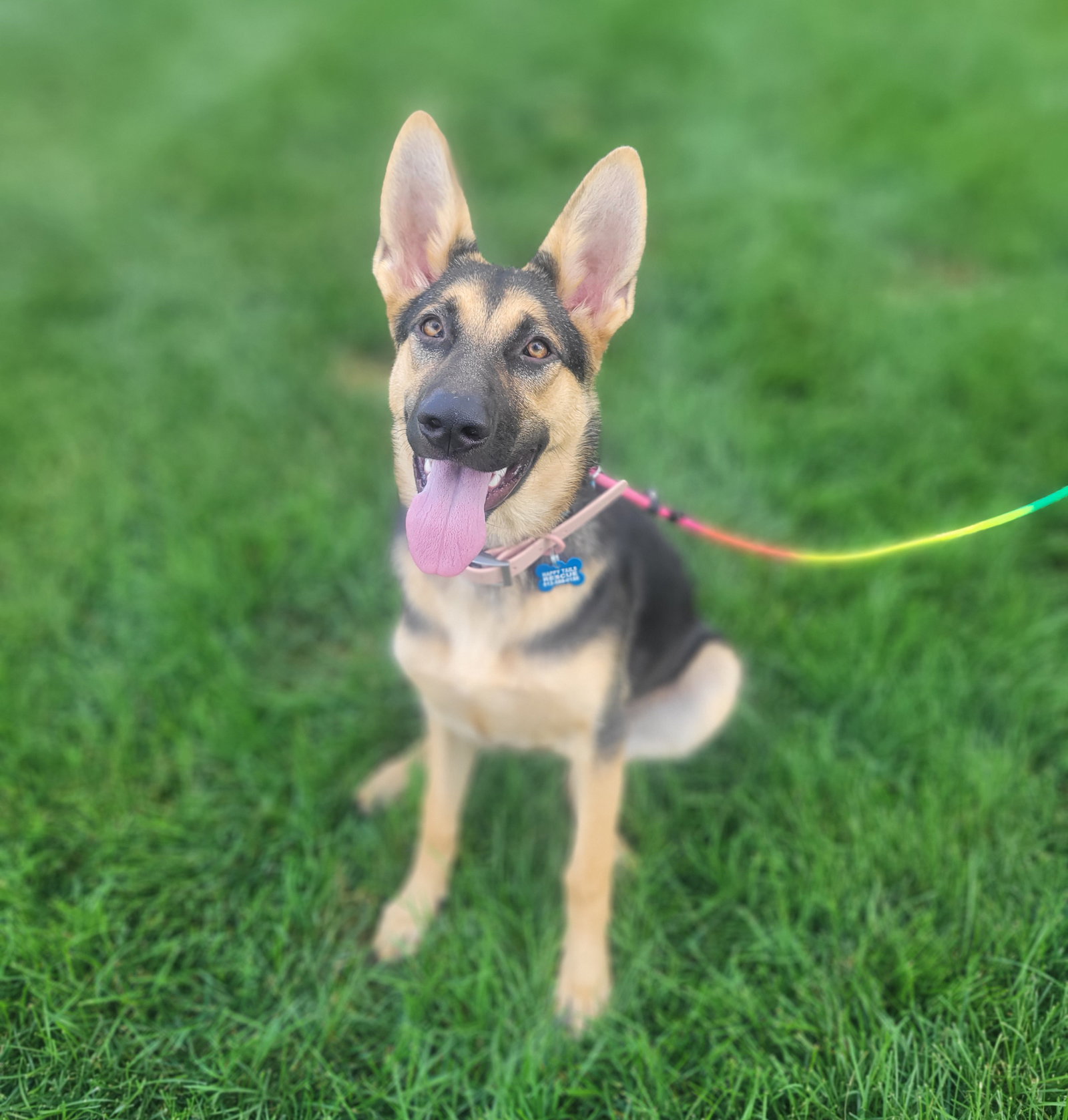 Dog For Adoption Lucy A German Shepherd Dog In Merrill WI Alpha Paw dog-for-adoption-lucy-a-german-shepherd-dog-in-merrill-wi-alpha-paw