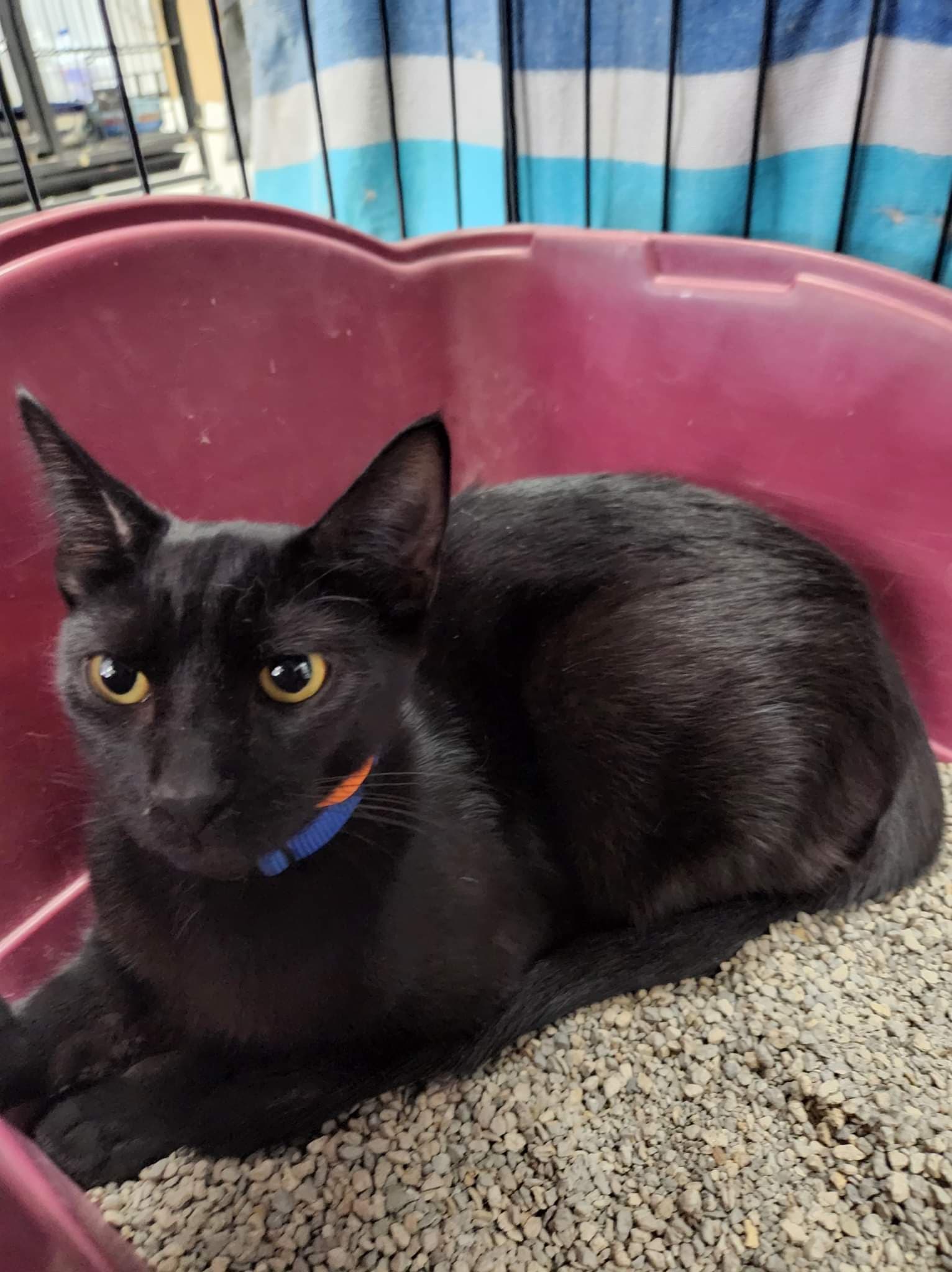 Cat adoption in Saint Paul, MN 55121: Domestic Short Hair / Mixed ...