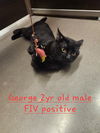 George *FIV POSITIVE*