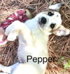 Pepper