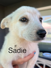 Sadie