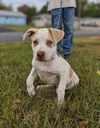 Maizy
