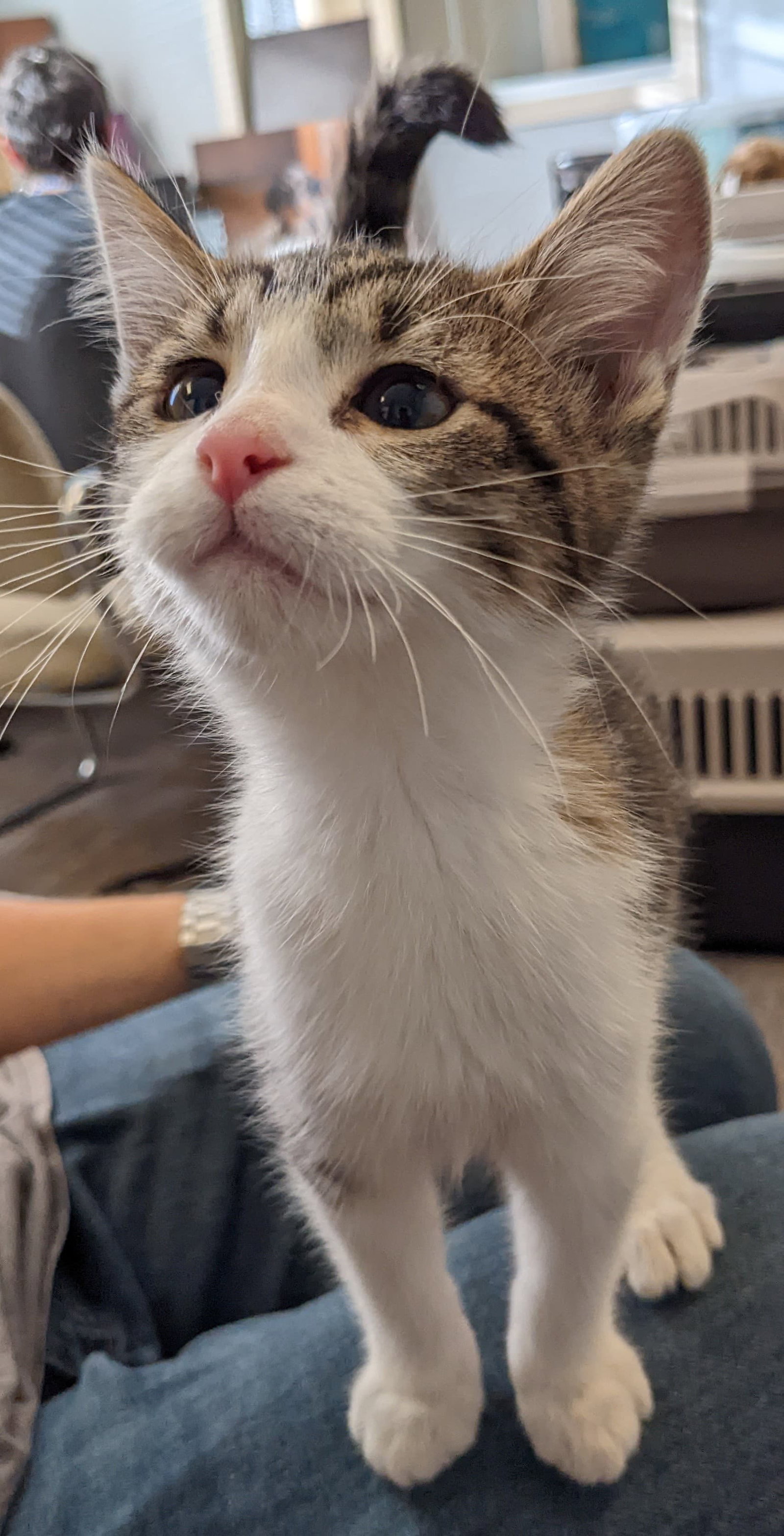 Cats for Adoption in Maplewood, Minnesota | Alpha Paw