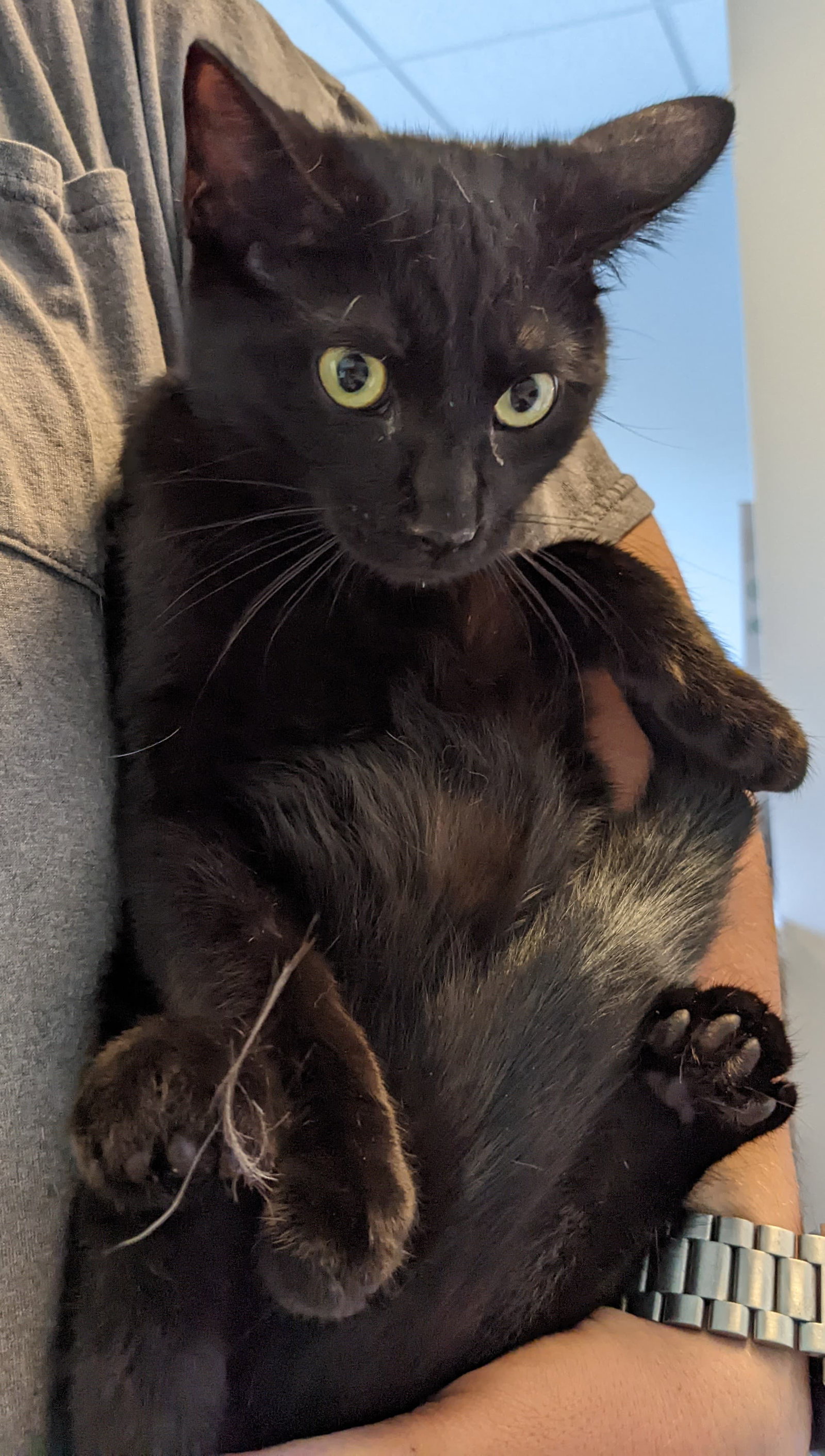 Cats for Adoption in Foley, Minnesota | Alpha Paw