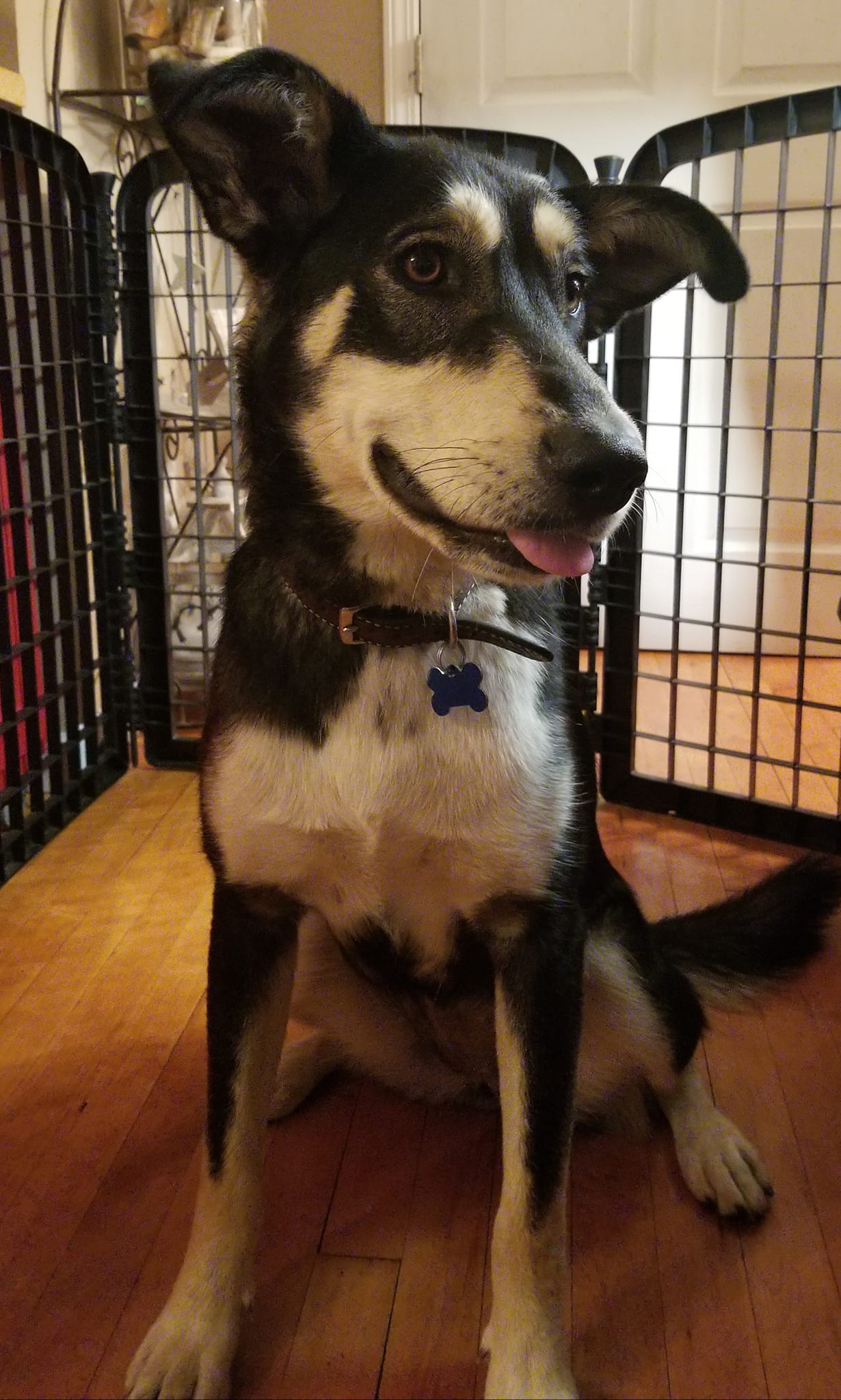 Dog for Adoption - Adeline, a Husky in Roseville, MN | Alpha Paw 