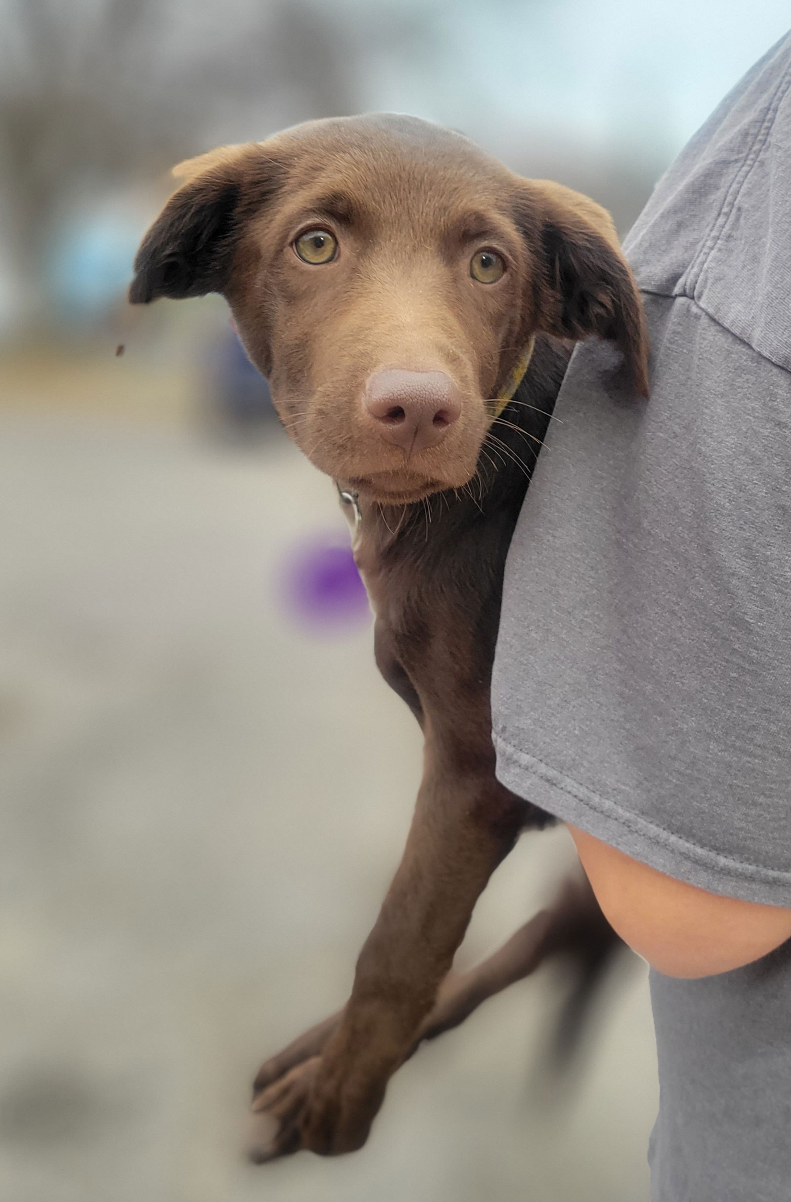 Dog For Adoption Root Beer A Labrador Retriever In Roseville MN 
