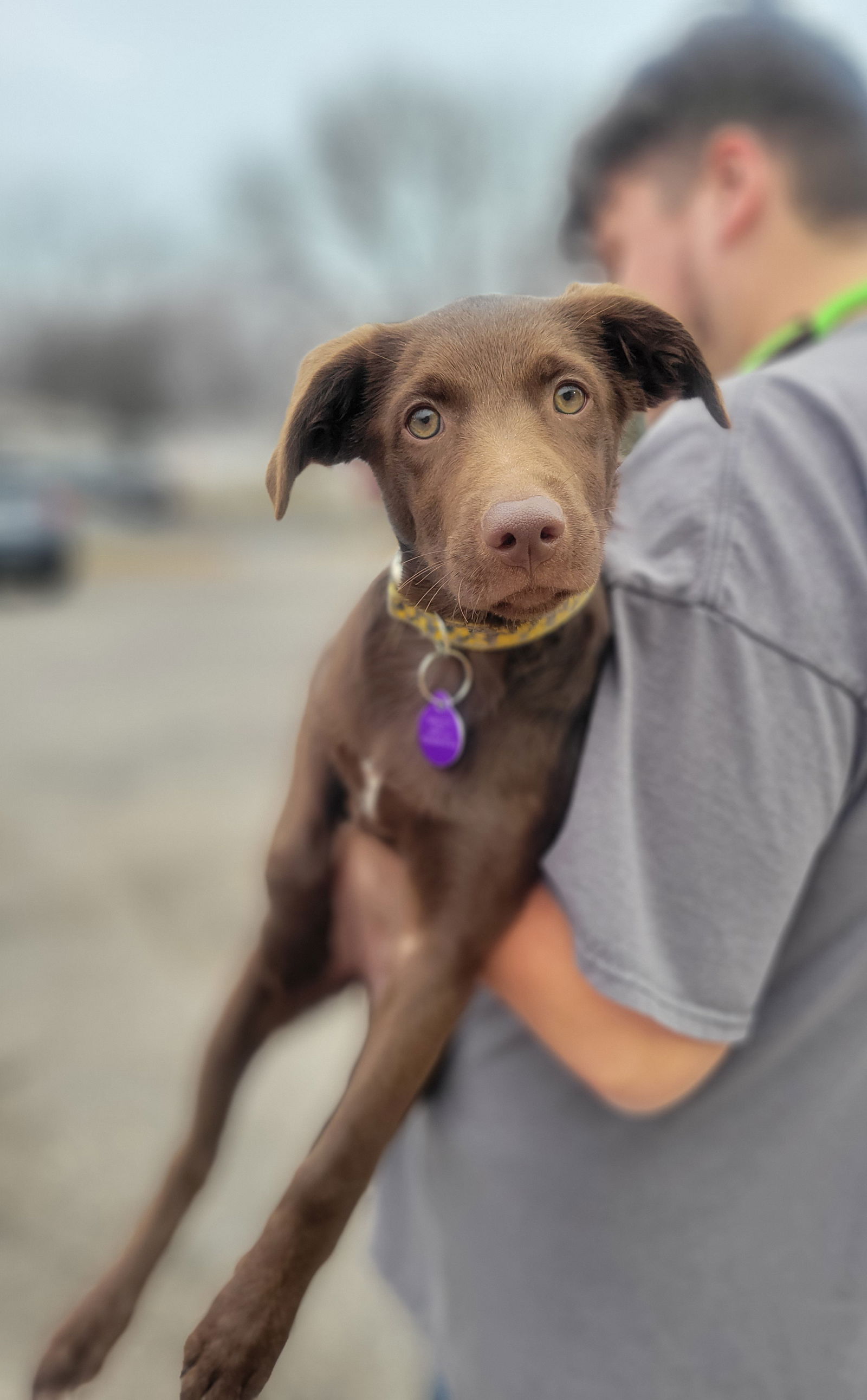 Dog For Adoption Root Beer A Labrador Retriever In Roseville MN 