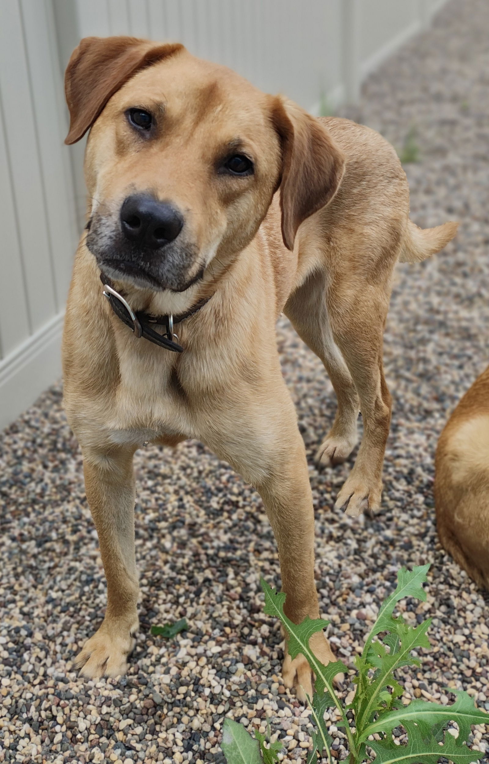 adoptable Dog in Osseo, MN named Aramis