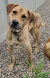 adoptable Dog in  named Aramis