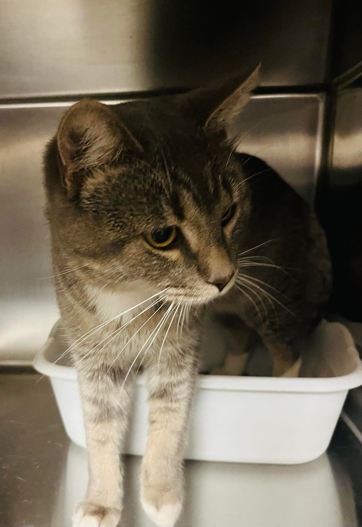 Cats for Adoption in Hanover, Minnesota Alpha Paw