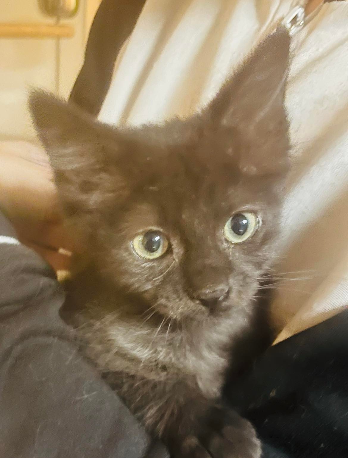 Cats for Adoption in Shakopee, Minnesota Alpha Paw