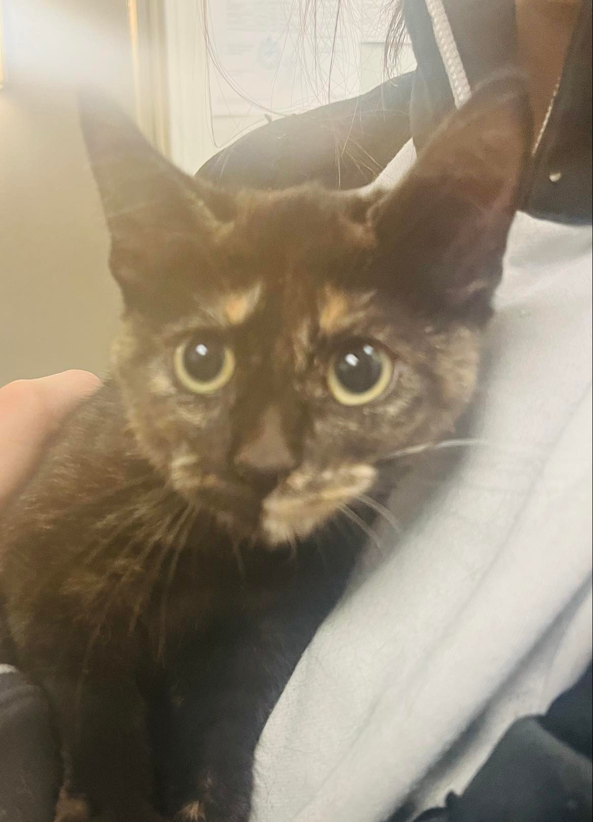 Cats for Adoption in Shakopee, Minnesota Alpha Paw