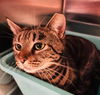Tom cat