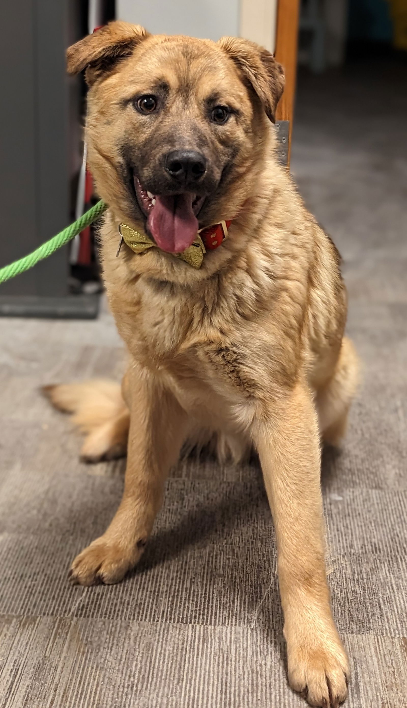 German shepherd golden retriever mix best sale for adoption