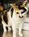Callie