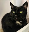 Blackie